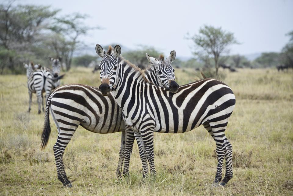 Zebras | Shutterbug